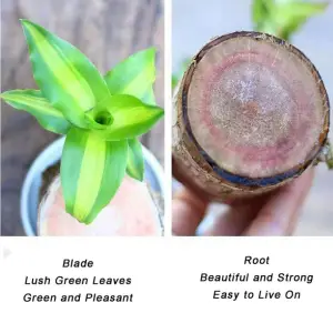 Brazilian wood plant